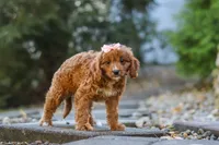 Clover, a female Cavapoo for sale in Baltic, OH – 7 of 10