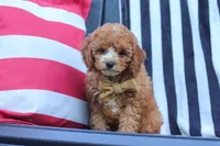 Connor, a male Cavapoo for sale in Baltic, OH – 5 of 9
