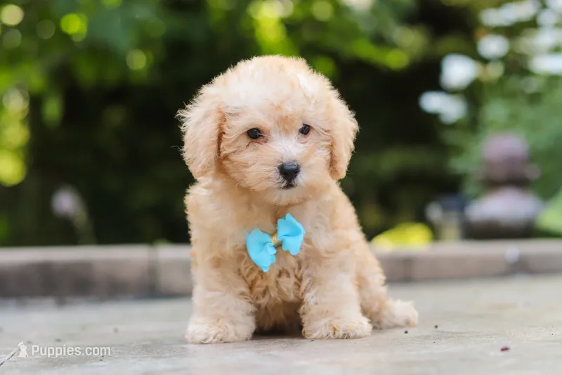 Astro – Schnoodle puppy for sale in Baltic, OH