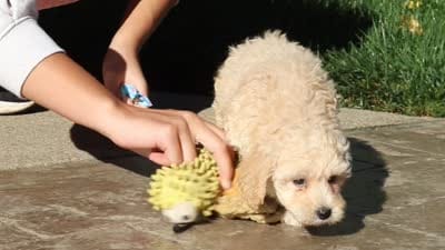 Brooks, a male Maltipoo for sale in Baltic, OH – 6 of 6