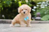 Astro, a male Schnoodle for sale in Baltic, OH – 5 of 6