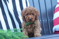 Adam, a male Poodle - Miniature  for sale in Baltic, OH – 5 of 8