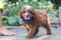 Chase, a male Cavapoo for sale in Baltic, OH – 7 of 8