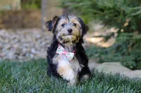 Janis, a female Morkie for sale in Baltic, OH – Photo 2 of 6