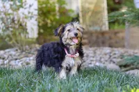 Janis, a female Morkie for sale in Baltic, OH – Photo 6 of 6