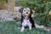 Janis, a female Morkie for sale in Baltic, OH – Photo 4 of 6