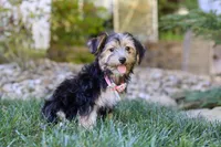 Janis, a female Morkie for sale in Baltic, OH – Photo 1 of 6