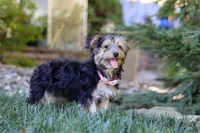 Janis, a female Morkie for sale in Baltic, OH – Photo 5 of 6