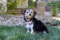 Janis, a female Morkie for sale in Baltic, OH – Photo 3 of 6