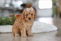 processed/33b2ff1b-6685-41c3-89f2-785806f5f65a/listing/b1c3c53d-76d5-469e-8e02-b666136fee14/088f23af-39b4-4429-a8b9-633bcfce2a1a