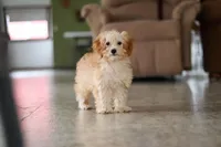 Rosie, a female Schnoodle for sale in Baltic, OH – Photo 4 of 7