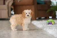 Rosie, a female Schnoodle for sale in Baltic, OH – Photo 7 of 7