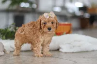 processed/33b2ff1b-6685-41c3-89f2-785806f5f65a/listing/b1c3c53d-76d5-469e-8e02-b666136fee14/6bd30838-739a-4e9e-a98b-b5061e244180