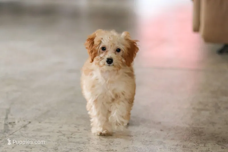 Rosie – Schnoodle puppy for sale in Baltic, OH
