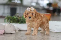 processed/33b2ff1b-6685-41c3-89f2-785806f5f65a/listing/b1c3c53d-76d5-469e-8e02-b666136fee14/89a5bb46-fb49-41b1-9cfb-71c69cafac78