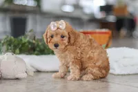 processed/33b2ff1b-6685-41c3-89f2-785806f5f65a/listing/b1c3c53d-76d5-469e-8e02-b666136fee14/9f038941-0a01-4ac8-9677-c3f36c713f9e