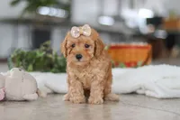 processed/33b2ff1b-6685-41c3-89f2-785806f5f65a/listing/b1c3c53d-76d5-469e-8e02-b666136fee14/a2a12d12-6c39-4d0b-8d75-85c01e151a0f