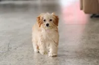 Rosie, a female Schnoodle for sale in Baltic, OH – Photo 3 of 7