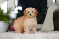 Rosie, a female Schnoodle for sale in Baltic, OH – Photo 2 of 7