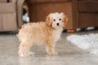 Rosie, a female Schnoodle for sale in Baltic, OH – Photo 6 of 7