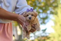 Wren, a female Maltipoo for sale in Baltic, OH – 5 of 7