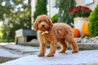 Greyson, a male Poodle - Miniature  for sale in Baltic, OH – 2 of 7