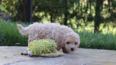Archie, a male Maltipoo for sale in Baltic, OH – 10 of 10