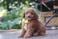 Justin, a male Cavapoo for sale in Baltic, OH – 9 of 10