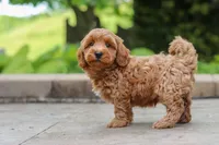 Ranger, a male Maltipoo for sale in Baltic, OH – 2 of 6