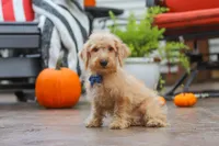 Scout, a male Schnoodle for sale in Baltic, OH – 5 of 7