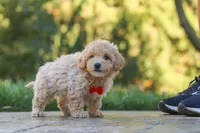 Archie, a male Maltipoo for sale in Baltic, OH – 2 of 10