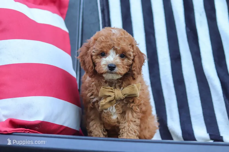 Connor – Cavapoo puppy for sale in Baltic, OH