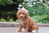 Raina, a female Maltipoo for sale in Baltic, OH – 6 of 9