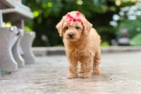 Maple, a female Schnoodle for sale in Baltic, OH – 1 of 7