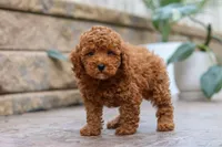 Oakley, a male Poodle - Miniature  for sale in Baltic, OH – 2 of 6
