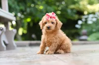 Maple, a female Schnoodle for sale in Baltic, OH – 4 of 7