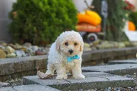 Finley, a male Maltipoo for sale in Baltic, OH – 4 of 10