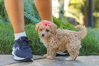 Posie, a female Maltipoo for sale in Baltic, OH – 10 of 10