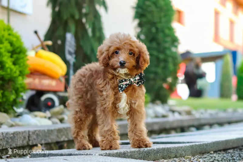 Justin – Cavapoo puppy for sale in Baltic, OH