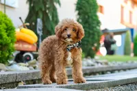 Justin, a male Cavapoo for sale in Baltic, OH – 1 of 8