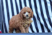 Connor, a male Cavapoo for sale in Baltic, OH – 3 of 9