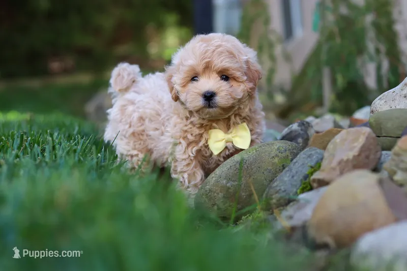 Milo – Maltipoo puppy for sale in Baltic, OH