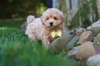 Milo, a male Maltipoo for sale in Baltic, OH – 1 of 5