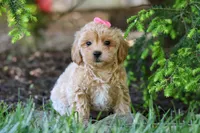 Amelia, a female Maltipoo for sale in Baltic, OH – 4 of 10