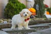 Koda, a male Maltipoo for sale in Baltic, OH – 9 of 10