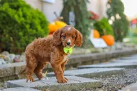 Blake, a male Cavapoo for sale in Baltic, OH – 5 of 10