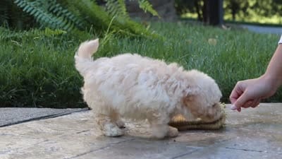 Ollie, a male Maltipoo for sale in Baltic, OH – 7 of 10