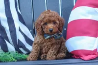 Greyson, a male Poodle - Miniature  for sale in Baltic, OH – 8 of 10