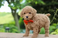Marley, a male Maltipoo for sale in Baltic, OH – 4 of 6