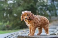 Clover, a female Cavapoo for sale in Baltic, OH – 10 of 10